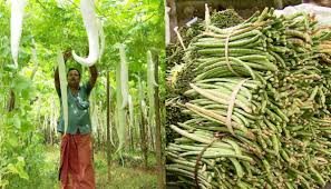 പണമില്ലാതെ വി.എഫ്.പി.സി.കെയും പ്രതിസന്ധിയിൽ; കർഷകർക്ക് നൽകാനുള്ളത് അഞ്ചു കോടിയിലേറെ രൂപ