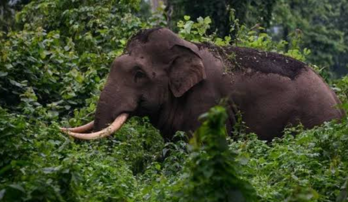 പറമ്പി​ക്കു​ള​ത്ത് കാ​ട്ടാ​ന ആ​ക്ര​മ​ണ​ത്തി​ൽ തോ​ട്ടം തൊ​ഴി​ലാ​ളി​ക്ക് പ​രി​ക്ക്