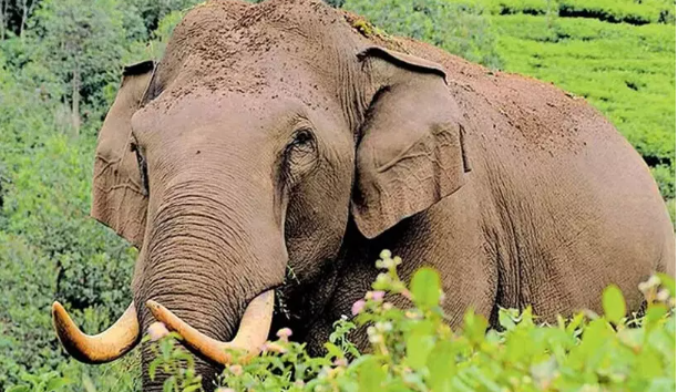 മലപ്പുറത്ത് കാട്ടാന ആക്രമണത്തിൽ സ്ത്രീ മരിച്ചു