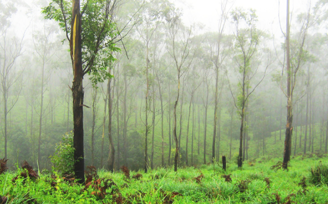 പെ​രു​ന്ത​ട്ട​യി​ൽ പ​ശു​വി​നെ വ​ന്യ​ജീ​വി ആ​ക്ര​മി​ച്ചു