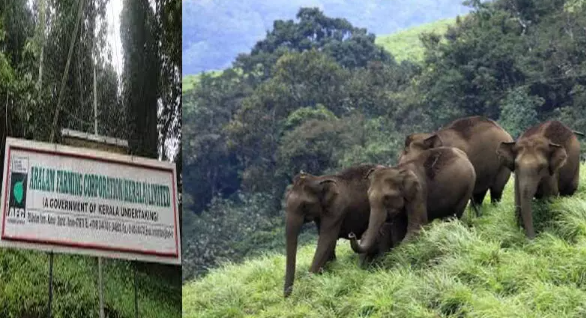 ആറളം ഫാമിംഗ് കോർപ്പറേഷൻ തൊഴിലാളികളുടെ ശമ്പള കുടിശ്ശിക തീർപ്പാക്കുന്നതിന് നടപടിയെടുക്കും : മുഖ്യമന്ത്രി