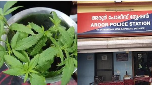 വീ​ട്ടു​മു​റ്റ​ത്ത് ക​ഞ്ചാ​വ് ചെ​ടി ; മൂ​ന്ന് പ്ല​സ് വ​ൺ വി​ദ്യാ​ർ​ഥി​ക​ൾ പി​ടി​യി​ൽ