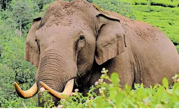 ആ​റ​ള​ത്ത് കാ​ട്ടാ​ന​യാ​ക്ര​മ​ണം ; ദമ്പതികൾക്ക് പ​രി​ക്ക്