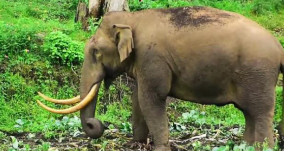 മൂ​ന്നാ​റി​ൽ കാട്ടാന ആക്രമണത്തിൽ വീ​ട് ഭാ​ഗീ​ക​മാ​യി ത​ക​ർ​ന്നു