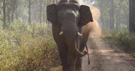 നെ​ല്ലി​യാ​മ്പ​തി​യി​ല്‍ കാ​ട്ടാ​ന ആ​ക്ര​മ​ണം ; ഒരാൾക്ക് പരിക്കേറ്റു