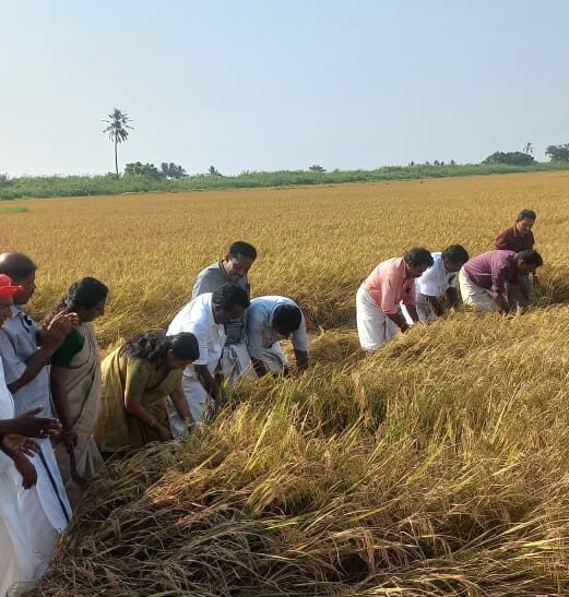 റാണി, ചിത്തിര പാടശേഖരങ്ങളുടെ കൊയ്ത്തുത്സവം സംഘടിപ്പിച്ചു