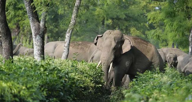 വ​ന്യ​ജീ​വി​ ​ആ​ക്ര​മ​ണം​; സു​ര​ക്ഷ​യൊ​രു​ക്കാ​ൻ​ ​ആ​വ​ശ്യ​ത്തി​ന് ​ജീ​വ​ന​ക്കാ​രി​ല്ലാ​തെ​ ​വ​നം​ ​വ​കു​പ്പ്