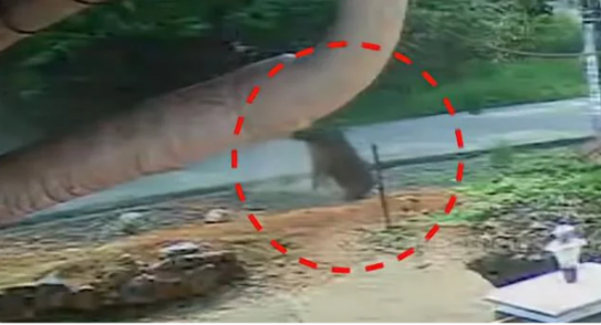 കാ​ട്ടു​പ​ന്നി സ്‌​കൂ​ട്ട​റി​ലി​ടി​ച്ച് അ​ങ്ക​ണ​വാ​ടി ജീ​വ​ന​ക്കാ​രി​ക്ക് പ​രി​ക്ക്