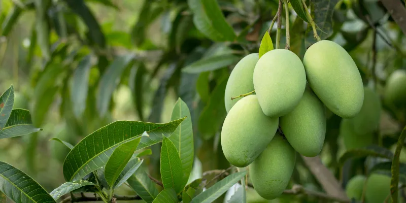 ഒ​മാ​ന്റെ വി​വി​ധ പ്ര​ദേ​ശ​ങ്ങ​ളി​ൽ മാ​വു​ക​ൾ കാ​യ്ച്ചു