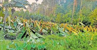 ശക്തമായ കാറ്റിലും മഴയിലും വ്യാപക നാശനഷ്ടം