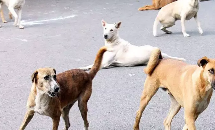 തെരുവുനായ്ക്കളുടെ കടിയേൽക്കാതിരിക്കാൻ ഓടി ; അമ്മയ്ക്കും മകനും വീണ് പരിക്ക്