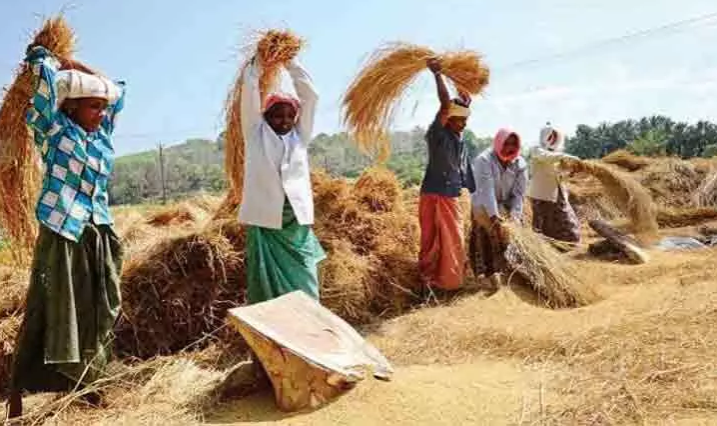 നെല്ല് സംഭരണത്തിൽ സംസ്ഥാന സർക്കാരിൻ്റെ നേരിട്ടുള്ള ഇടപെടൽ