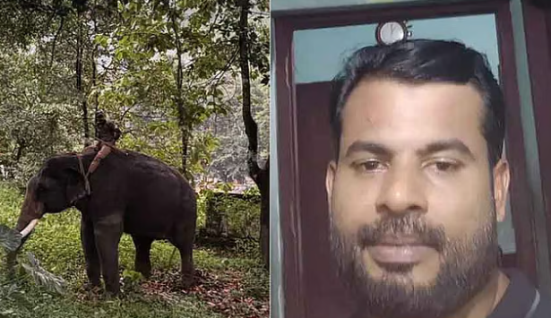 ക​ടു​വ ദൗ​ത്യ​ത്തി​നെ​ത്തി​ച്ച കു​ങ്കി​യാ​ന പാ​പ്പാ​നെ ആ​ക്ര​മി​ച്ചു