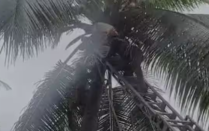 തെങ്ങില്‍ കയറിയ ഗൃഹനാഥൻ ദേഹാസ്വാസ്ഥ്യതെ തുടർന്ന് മരിച്ചു