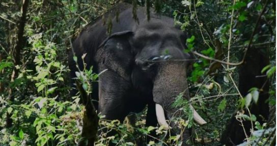 മലക്കപ്പാറയില്‍ കാട്ടാന ആക്രമണത്തിൽ സ്ത്രീ മരിച്ചു