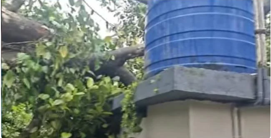 ക​ന​ത്ത മഴ ; കോ​ത​മം​ഗ​ല​ത്ത് വീടിന് മുകളിൽ മരം കടപുഴകി വീണു