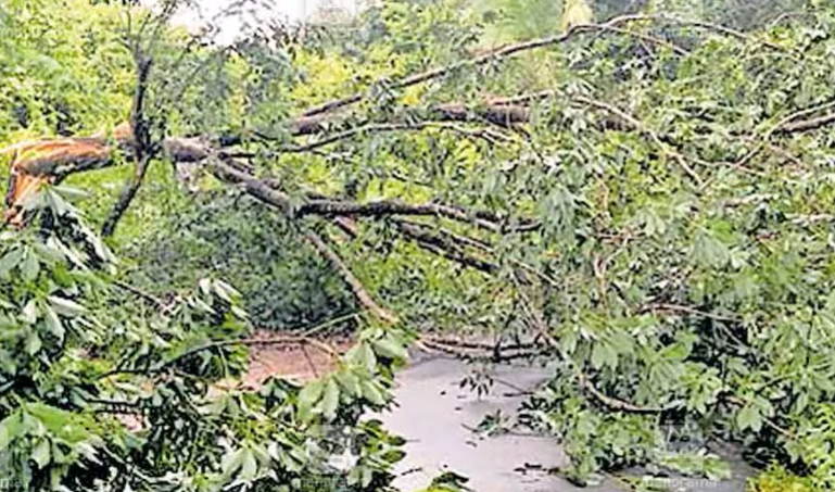 കാറ്റിലും മഴയിലും മുഴപ്പിലങ്ങാട് ഗ്രാമപഞ്ചായത്തില്‍ നാശനഷ്ടം