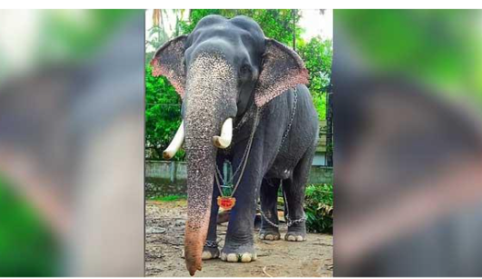 പുന്നത്തൂർ ആനക്കോട്ടയിലെ കൊമ്പൻ ഗോപി കണ്ണൻ ചരിഞ്ഞു
