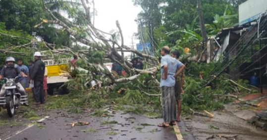 പിക്കപ്പ് വാ​നി​ന് മു​ക​ളി​ൽ മ​രം വീണ് അപകടം