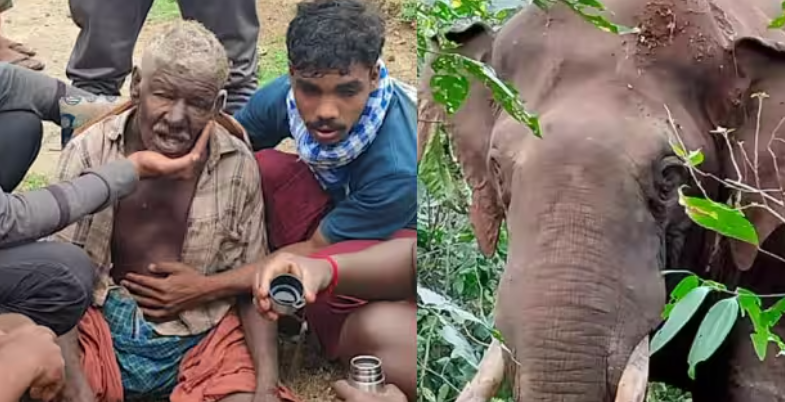 അട്ടപ്പാടിയിൽ കാട്ടാന ആക്രമണത്തിൽ പരിക്കേറ്റയാൾ മരിച്ചു