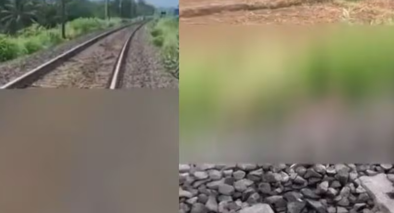 പാലക്കാട് തീവണ്ടി തട്ടി പശുക്കൾ ചത്തു