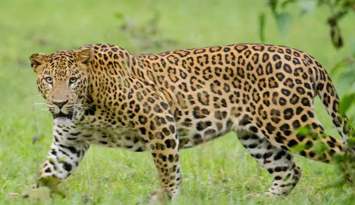 വ​യ​നാ​ട്ടി​ൽ പ​ശു​വി​നെ പു​ലി ആ​ക്ര​മി​ച്ചു