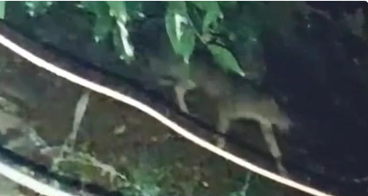 മീ​ത്ത​ലി​ൽ ക​ണ്ട​ത് പു​ലി​യ​ല്ല കാ​ട്ടു​പൂ​ച്ചയെന്ന് വ​നം​വ​കു​പ്പ്