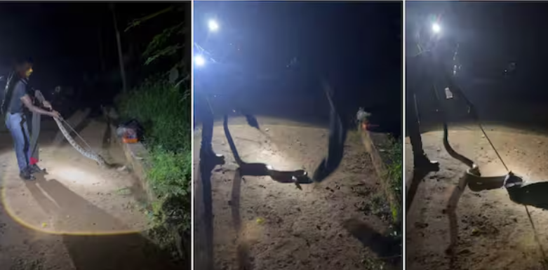 അർദ്ധരാത്രിയിൽ വീട്ടുപറമ്പിൽ നിന്നും മലമ്പാമിനെ പിടികൂടി