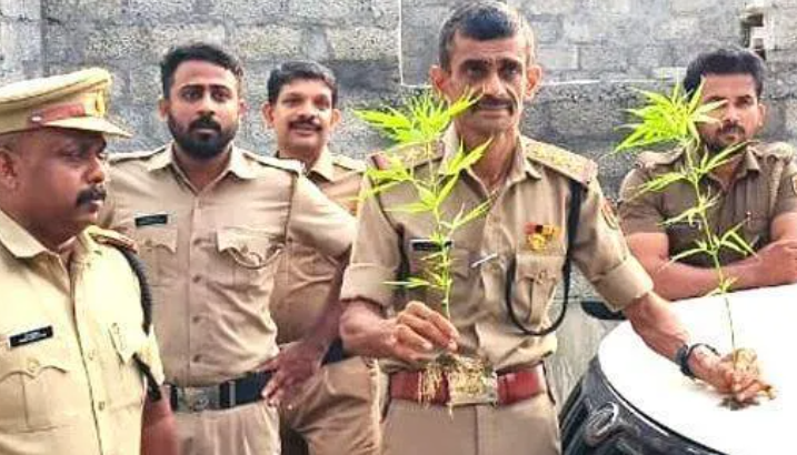 കഞ്ചാവ് ചെടി എക്സൈസ് സംഘം കണ്ടെത്തി