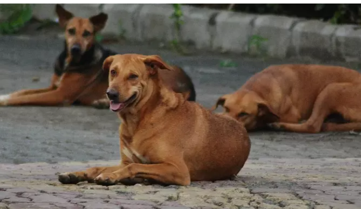 കൊ​ല്ല​ത്ത് തെ​രു​വ് നാ​യ ആ​ക്ര​മ​ണം ; ര​ണ്ട് പേർക്ക് പരിക്കേറ്റു