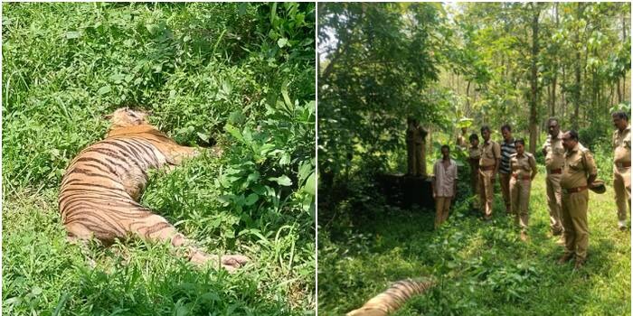 കോന്നിയിൽ കടുവയെ ചത്തനിലയിൽ കണ്ടെത്തി