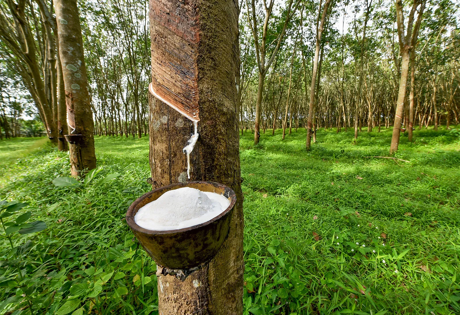 അന്താരാഷ്ട്ര വിപണിയിൽ വില ഇടിവ്; ആഭ്യന്തരവിലയിൽ മുന്നേറി റബ്ബർ