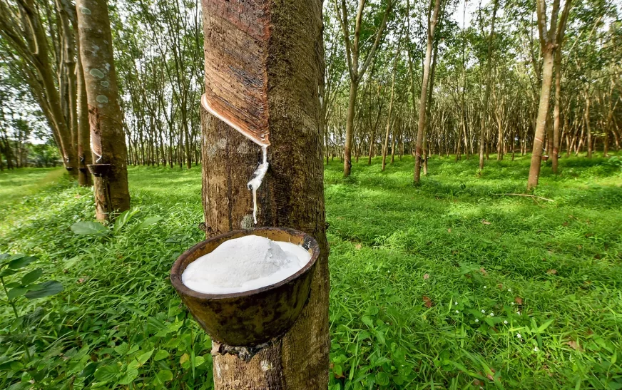 റ​ബ​ർ വി​ല ഇ​ടി​യു​ന്നു