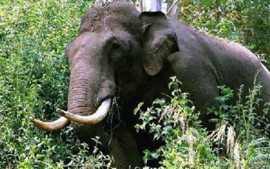 നിലമ്പൂര്‍ വഴിക്കടവില്‍ വീണ്ടും കാട്ടാന ആക്രമണം; വയോധികന് പരിക്ക്