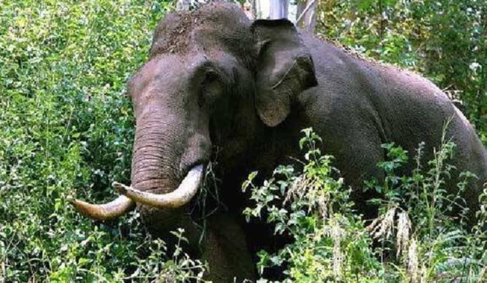 നിലമ്പൂര്‍ വഴിക്കടവില്‍ വീണ്ടും കാട്ടാന ആക്രമണം; വയോധികന് പരിക്ക്