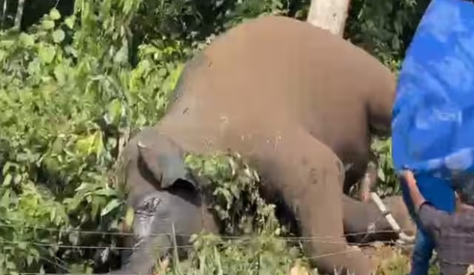 പത്തനംതിട്ടയിൽ സൗരോർജ വേലിയിൽ നിന്ന് ഷോക്കേറ്റ് കാട്ടാന ചരിഞ്ഞു