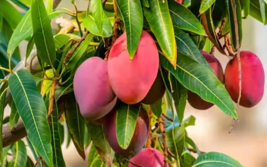 ഭൂമിയിലെ ഏറ്റവും വിലയേറിയ മാമ്പഴം ഇതാ..