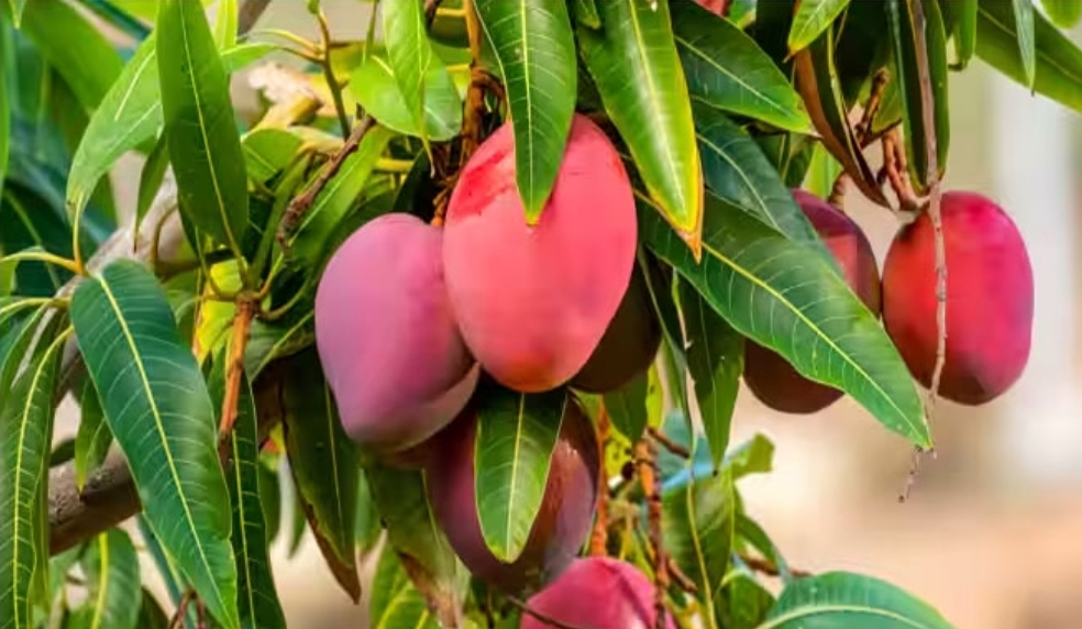 ഭൂമിയിലെ ഏറ്റവും വിലയേറിയ മാമ്പഴം ഇതാ..
