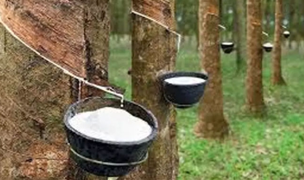ഏഷ്യൻ റബർ കർഷകർക്ക്‌ കൈത്താങ്ങുമായി തായ്ലൻഡ് ഭരണകൂടം