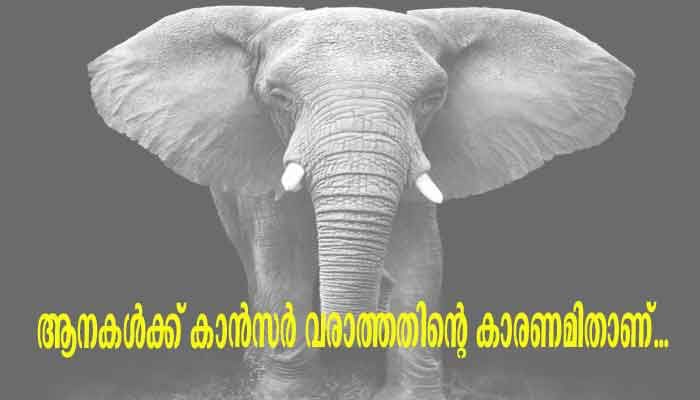 കരയിലെ ഏറ്റവും വലിയ ജീവി; ആനക്ക് കാൻസർ വരാത്തതിന്റെ കാരണമിതാണ്…