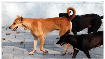 നാല് വയസ്സുകാരന് തെരുവു നായയുടെ ആക്രമണം