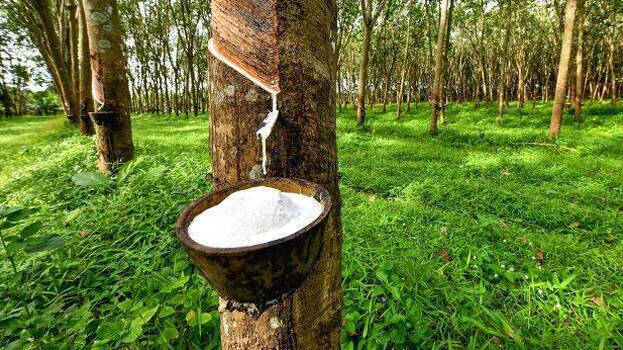 റബർ വില കിലോക്ക്​ 200 കടന്നു