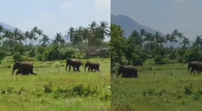കഞ്ചിക്കോട് ആനക്കൂട്ടം ജനവാസ മേഖലയിൽ
