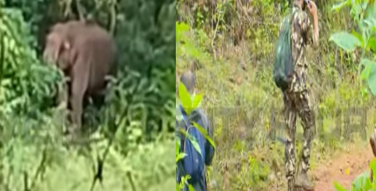 വയനാട് തലപ്പുഴ ജനവാസ മേഖലയിൽ കാട്ടാന