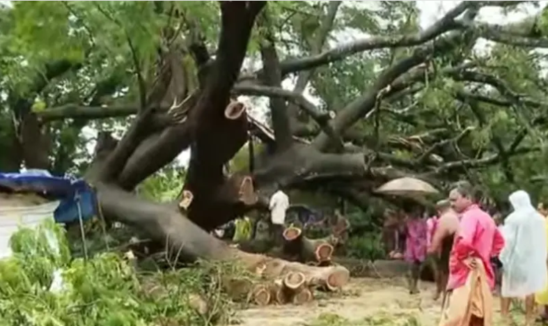 ശക്തമായ മഴ ; കോട്ടയം ചുങ്കത്ത് മരം കടപുഴകി വീണു