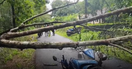 ചെ​റു​വ​ള്ളി എ​സ്റ്റേ​റ്റി​ൽ മ​രം വീ​ണ് തോ​ട്ടം തൊ​ഴി​ലാ​ളി മ​രി​ച്ചു