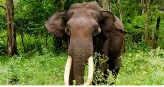 വ​യ​നാ​ട്ടി​ല്‍ കാ​ട്ടാ​ന ആ​ക്ര​മ​ണ​ത്തി​ല്‍ വ​യോ​ധി​ക​ന് പ​രി​ക്ക്