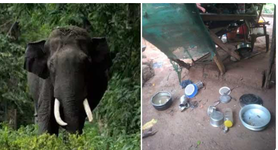 ആ​റ​ളം പു​ന​ര​ധി​വാ​സ മേ​ഖ​ല​യി​ൽ കാ​ട്ടാ​ന​യാ​ക്ര​മ​ണം