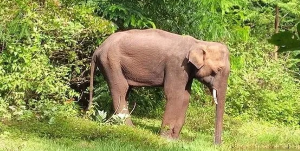 മുത്തങ്ങയിൽ കാട്ടാന ചരിഞ്ഞത് ഷോക്കേറ്റെന്ന് പോസ്റ്റ്‌മോർട്ടം റിപ്പോർട്ട്