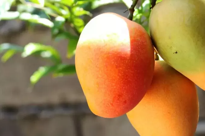 ഈ സീസണിൽ മികച്ച ലാഭം നേടി മുതലമട മാങ്ങ
